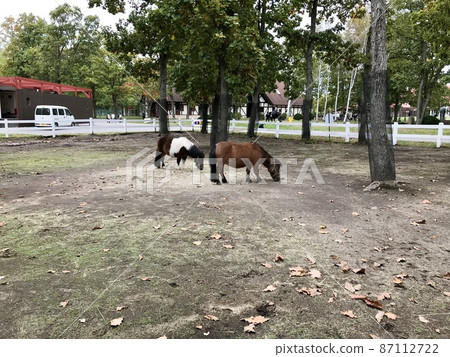 小馬圍場 87112722