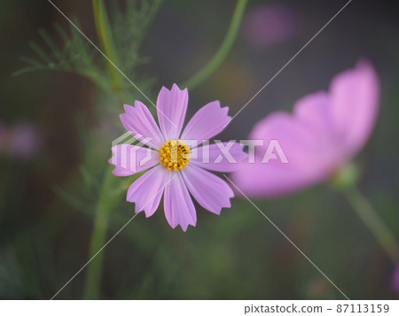 Cosmos Cosmos 87113159
