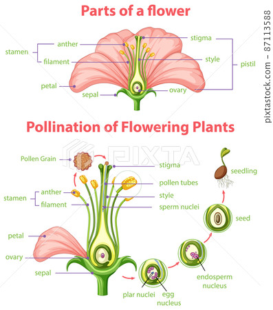 Diagram of pollination of flowering plants 87113588