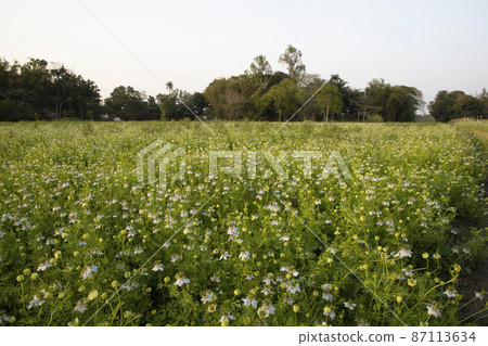 Beautiful Black Cumin Flowers Plantation In the field Natural Landscape view. 87113634