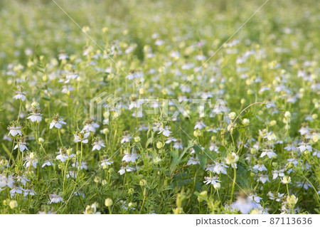 Beautiful Black Cumin Flowers Plantation In the field Natural Landscape view. 87113636