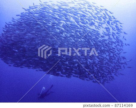 A flock of horse mackerel on Saipan A flock of horse mackerel on Saipan 87114169