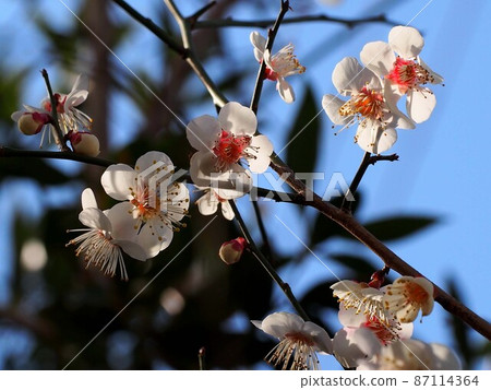 冬日陽光下透明的白梅花瓣(白梅枝藍天) 冬日陽光下透明的白梅花瓣(白梅枝藍天) 87114364
