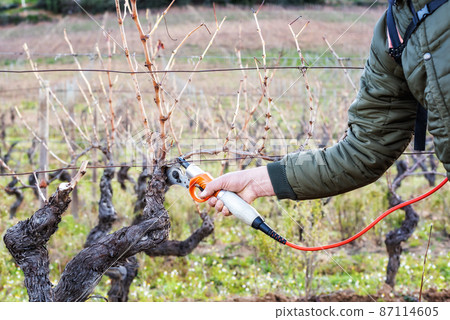 Farmer pruning the vine in winter. Agriculture. Farmer pruning the vine in winter. Agriculture. 87114605