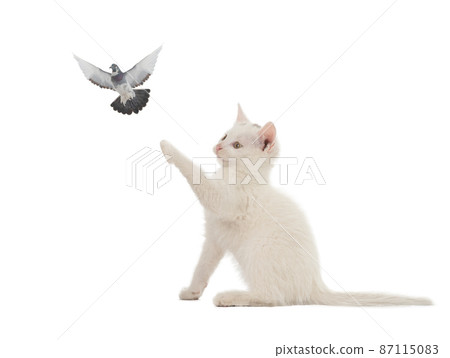 kitten and dove isolated on white background kitten and dove isolated on white background 87115083