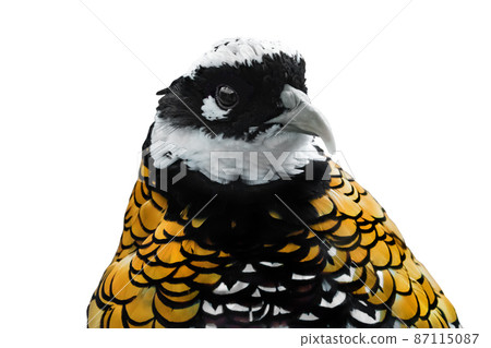 portrait  royal pheasant (Syrmaticus reevesi) isolated 87115087