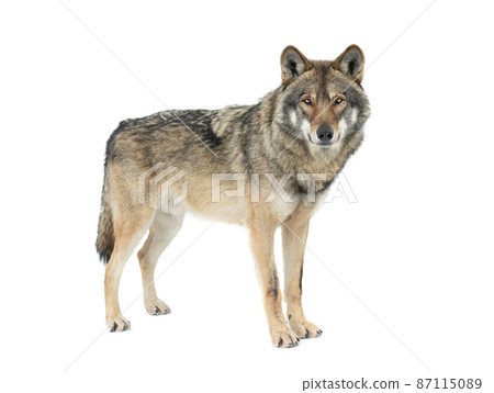 gray wolf isolated on white background 87115089