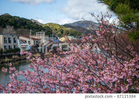 Kawazu cherry blossoms, a dark pink cherry blossom in full bloom under the blue sky Kawazu cherry blossoms, a dark pink cherry blossom in full bloom under the blue sky 87115384