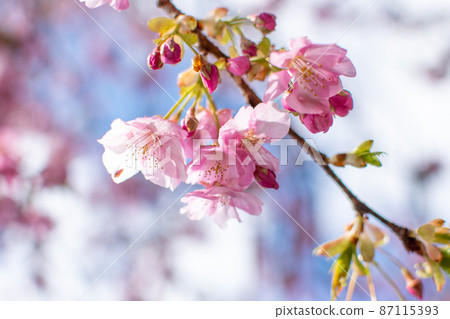 河津櫻花,在藍天下盛開的深粉色櫻花 河津櫻花,在藍天下盛開的深粉色櫻花 87115393