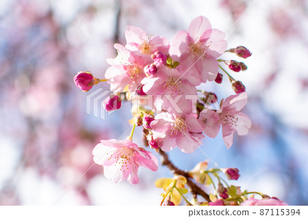 Kawazu cherry blossoms, a dark pink cherry blossom in full bloom under the blue sky Kawazu cherry blossoms, a dark pink cherry blossom in full bloom under the blue sky 87115394
