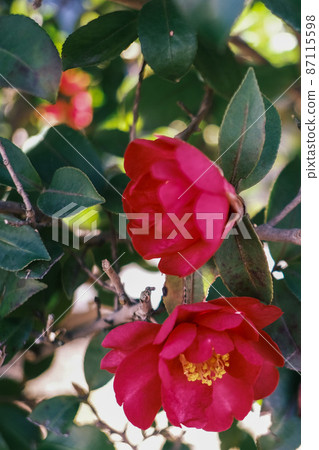 (Flower tourism) Camellia flowers bloom (Flower tourism) Camellia flowers bloom 87115598