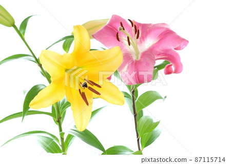 Large lily, two kinds of flowers, yellow and pink, bright background 87115714