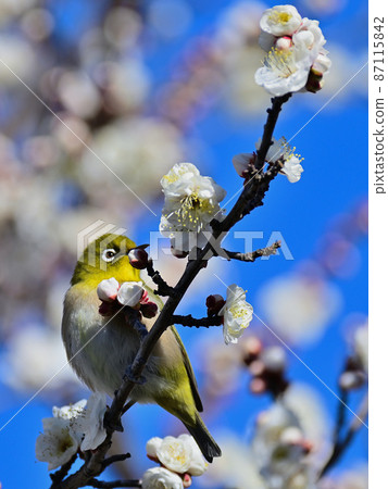White-eye perching on a white plum under the blue sky and looking back 87115842