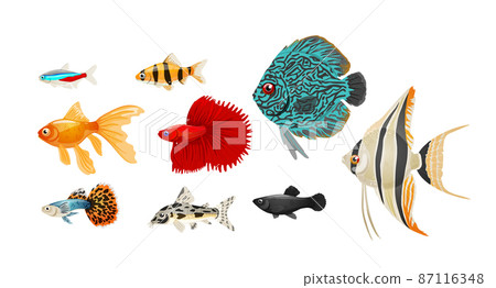 Freshwater aquarium fish set in realistic style,vector illustration. Freshwater aquarium fish set in realistic style,vector illustration. 87116348
