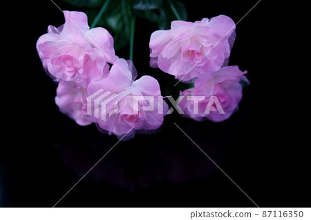Cute rose herbs 1 Cute rose herbs 1 87116350