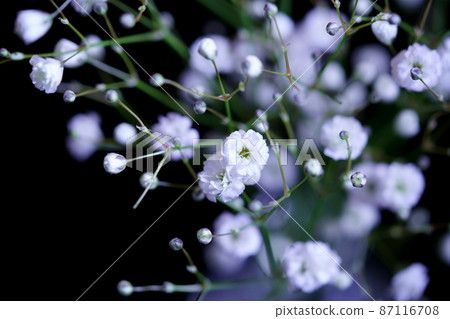 Gypsophila on the mirror 87116708
