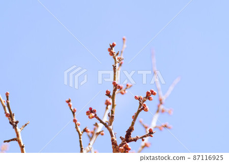 芽紅梅二月 87116925