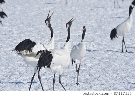 Red-crowned crane singing (Hokkaido) 87117135