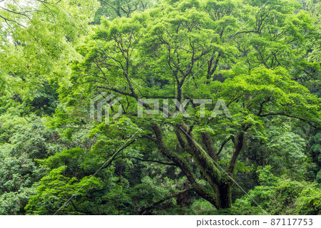 A large tree of Oniitaya with fern in Kikuchi Gorge A large tree of Oniitaya with fern in Kikuchi Gorge 87117753