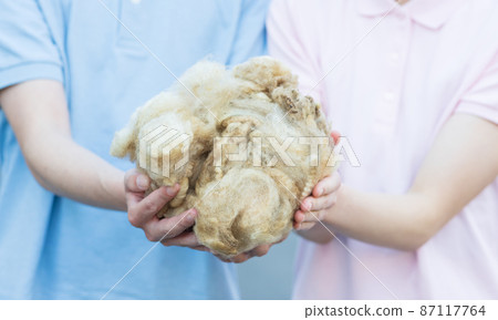 Hands with raw sheep wool Hands with raw sheep wool 87117764