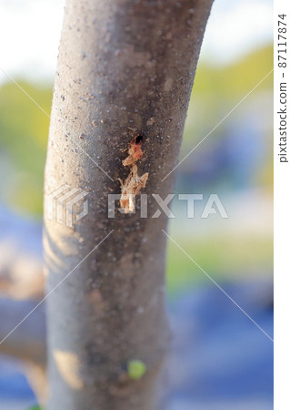 A fig tree pierced by a longhorn beetle larva A fig tree pierced by a longhorn beetle larva 87117874