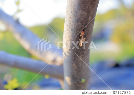 A hole made by a longhorn beetle (fig tree) A hole made by a longhorn beetle (fig tree) 87117875