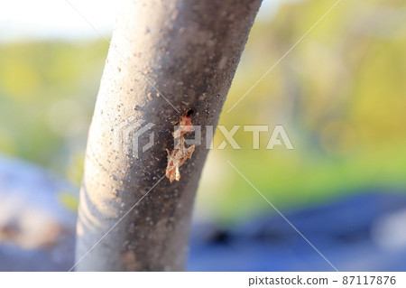 A fig tree with longhorn beetle larvae 87117876