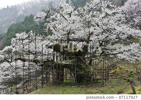 From the big cherry blossoms in Tarumi 87117927
