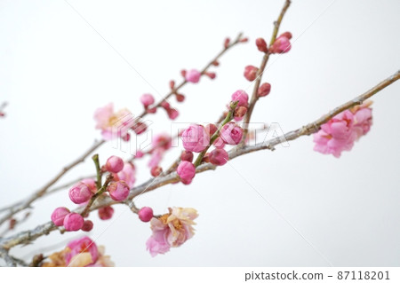 早春梅花枝 早春梅花枝 87118201