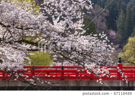 210409 中橋櫻 138 210409 中橋櫻 138 87118489