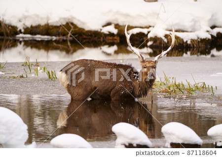 Yezo deer entering the lake Yezo deer entering the lake 87118604