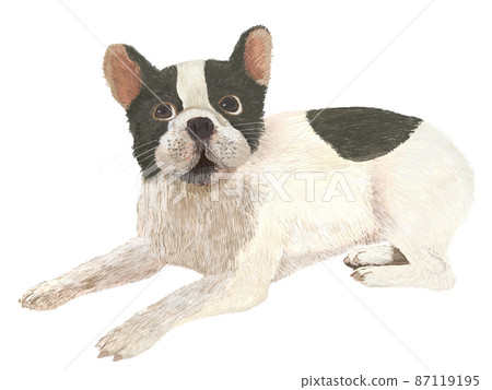 法國鬥牛犬Hachiware_Real Touch_Horizontal 87119195