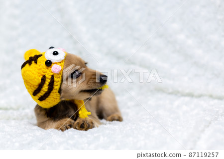 A puppy wearing a tiger's headgear Kaninhen Dachshund 87119257
