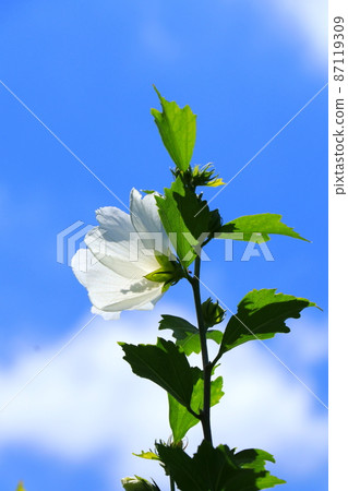 大而華麗的白色穆庫格花 大而華麗的白色穆庫格花 87119309