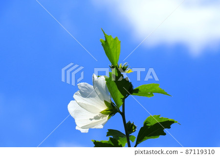 Large and gorgeous white Mukuge flower 87119310