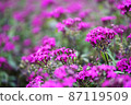 Flowers 87119509
