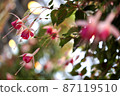 Flowers 87119510