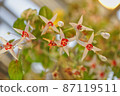Flowers 87119511