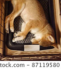 A sleeping puppy 87119580