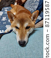 Shiba Inu sleeping on the sofa 87119587