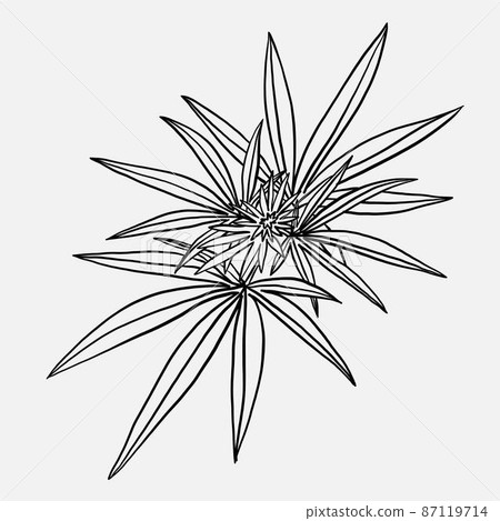 simplicity cannabis leaf freehand drawing flat design. simplicity cannabis leaf freehand drawing flat design. 87119714