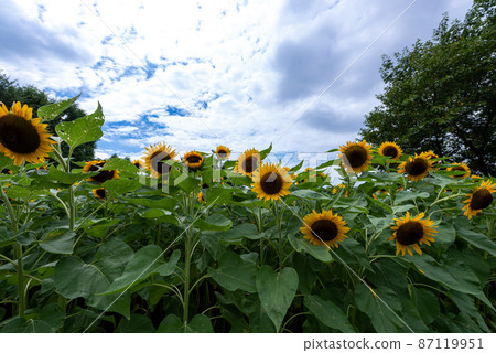 Omiya Daisan Park (Saitama City) 87119951