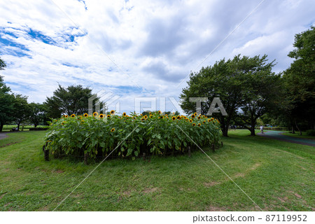 大宮大山公園(埼玉市) 大宮大山公園(埼玉市) 87119952