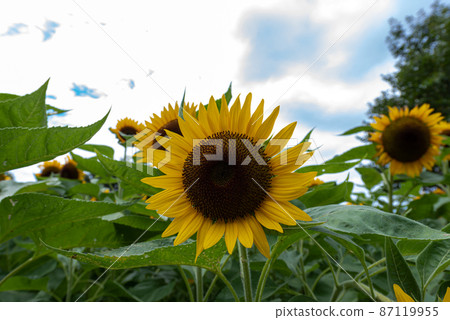 大宮大山公園（埼玉市） 87119955