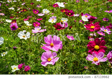 Pink cosmos 87119982