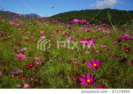 Pink cosmos 87119994