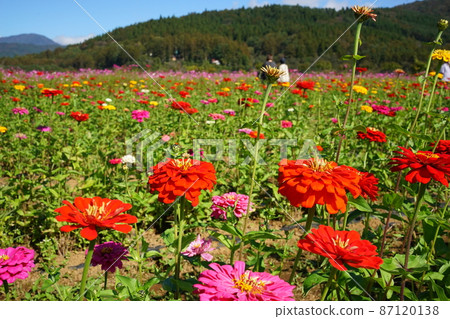 Gerbera flower field 87120138