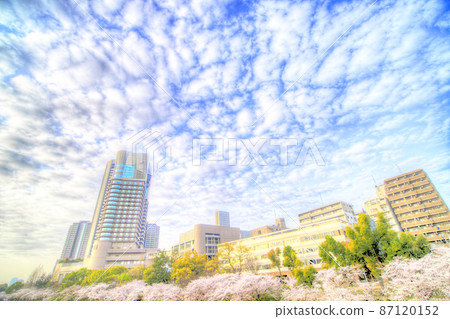A refreshing morning sheep cloud and a row of cherry blossom trees 87120152