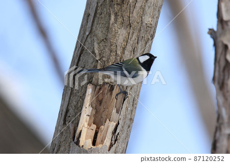 Great Tit, Yojujaku, Hokkaido Wild Bird 87120252