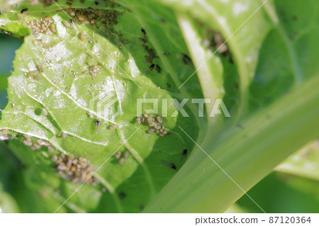 Insects swarming on vegetables (Aphid Chinese cabbage leaves) 87120364